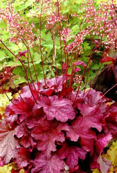 Coral Bells - Heuchera - Assorted Varieties, vibrant red and pink foliage with delicate pink flower clusters on tall stems.