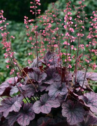Coral Bells - Heuchera - Assorted Varieties, vibrant purple and pink leafy plants with tall flower spikes in bloom.