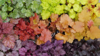 Coral Bells - Heuchera - Assorted Varieties