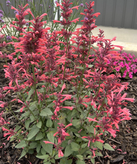 Hummingbird Mint - Agastache - Assorted Varieties