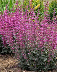 Hummingbird Mint - Agastache - Assorted Varieties, vibrant pink flowering plants in a garden setting.