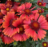 Blanket Flower - Gaillardia - Assorted Varieties, vibrant orange and red flowers with yellow centers.
