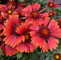 Blanket Flower - Gaillardia - Assorted Varieties