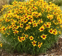 Coreopsis - Assorted Varieties made by here at Twin Oaks Nursery & Supply