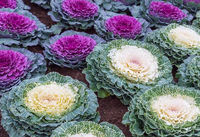 Ornamental Cabbage/Kale - 1 Gallon made by here at Twin Oaks Nursery & Supply