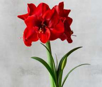  INDOORS Twin Oaks Nursery & Supply