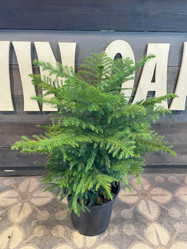 Norfolk Pine