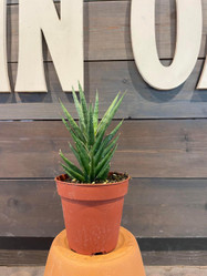 Sansevieria - Francisii, a potted green succulent plant with long, pointed leaves, placed on an orange stand against a wooden background.