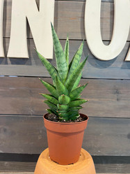 Sansevieria - Tower