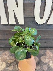  INDOORS Twin Oaks Nursery & Supply