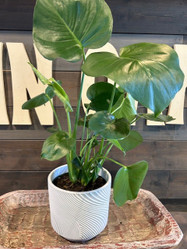 Modern Flow Terra Cotta Planter made by Blue Sky Clayworks here at Twin Oaks Nursery & Supply