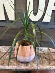 Linear Carved Terra Cotta Planter