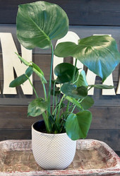 Mason Brick Terra Cotta Planter