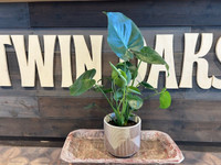 Metallic Grooves Terra Cotta Planter