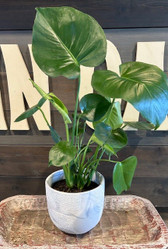 Granit Flow Terra Cotta Planter