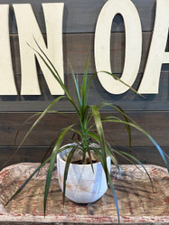 Granit Flow Terra Cotta Planter