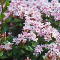 Snow Pink Indian Hawthorne made by here at Twin Oaks Nursery & Supply