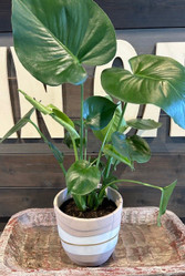 Organic Stripe Terra Cotta Planter made by Blue Sky Clayworks here at Twin Oaks Nursery & Supply