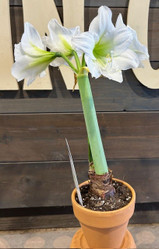 Potted Amaryllis Bulb