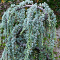 Weeping Serpentine Blue Atlas Cedar