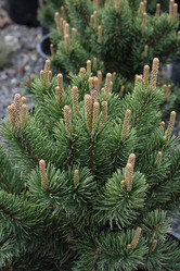 Mugo Pine