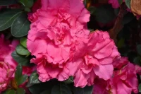 Bloom-A-Thon Hot Pink Azalea made by here at Twin Oaks Nursery & Supply