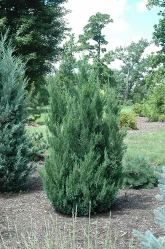 Blue Point Juniper made by here at Twin Oaks Nursery & Supply