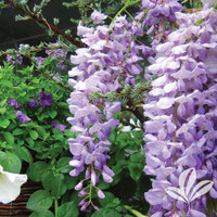 Amethyst Falls Wisteria made by here at Twin Oaks Nursery & Supply