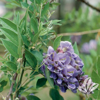 Amethyst Falls Wisteria