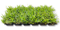 Saint Augustine Grass Plugs