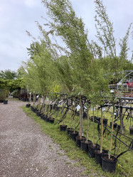 Globe Willow