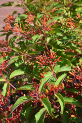 Lime Sizzler Firebush
