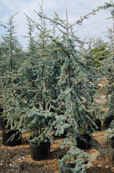 Blue Atlas Cedar