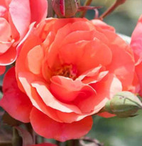 KNOCK OUT ROSE OUTDOORS Twin Oaks Nursery & Supply