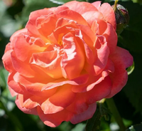 Original Knock Out Rose