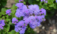 Ageratum made by here at Twin Oaks Nursery & Supply