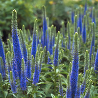 Speedwell - Veronica - Assorted Varieties