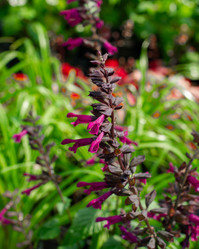 Plum Crazy Salvia made by here at Twin Oaks Nursery & Supply