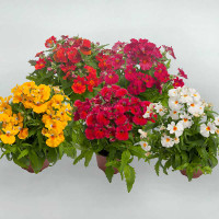  Perennials Twin Oaks Nursery & Supply