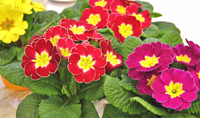 Primrose - Assorted Varieties made by here at Twin Oaks Nursery & Supply