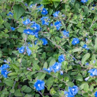 Blue Daze made by here at Twin Oaks Nursery & Supply