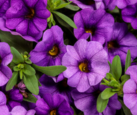 Calibrachoa - Assorted Varieties
