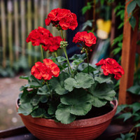 Geranium - Assorted Varieties made by here at Twin Oaks Nursery & Supply