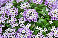 Alyssum - Assorted Varieties made by here at Twin Oaks Nursery & Supply