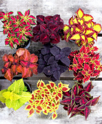 Coleus - Assorted Varieties