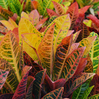 Croton - Assorted Varieties made by here at Twin Oaks Nursery & Supply