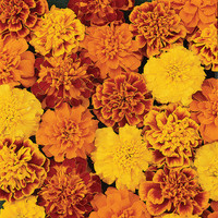 Marigolds - Assorted Varieties made by here at Twin Oaks Nursery & Supply