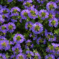 Scaevola - Assorted Varieties made by here at Twin Oaks Nursery & Supply