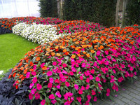 Sunpatiens - Assorted Varieties made by here at Twin Oaks Nursery & Supply