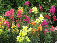 Snapdragons - Assorted Varieties made by here at Twin Oaks Nursery & Supply